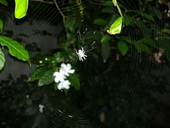 Araneidae