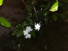 Araneidae