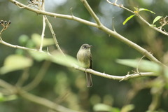 Contopus hispaniolensis