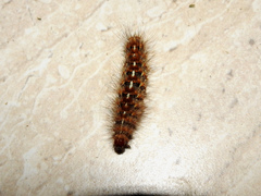 Paracles fusca