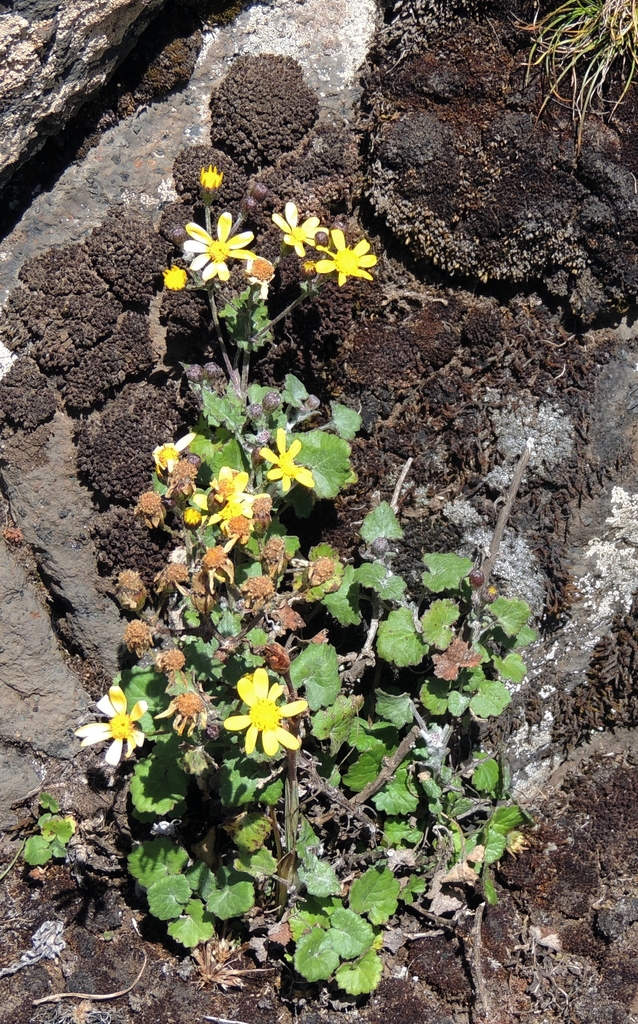 Cineraria sebaldii