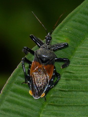 Apiomerus gallegoi