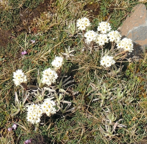 Helichrysum gofense image