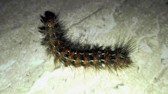Paracles fusca