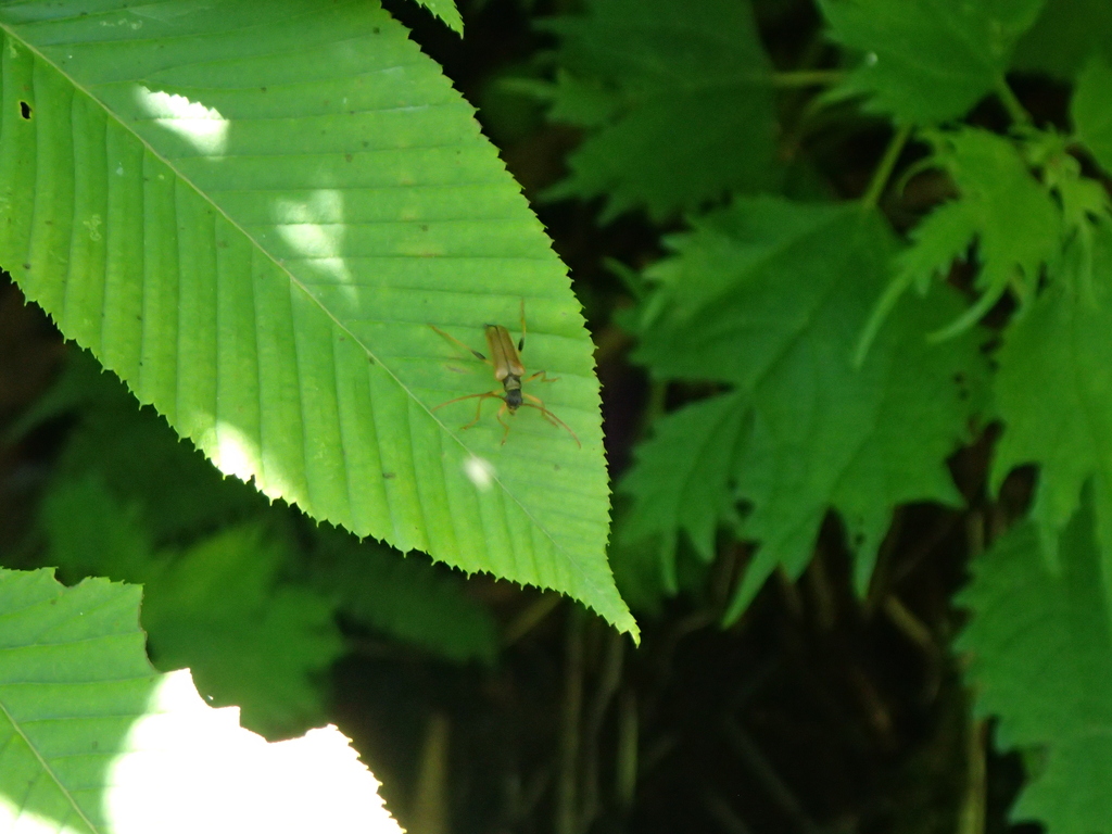 Toxotinus