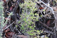 Galium nuttallii