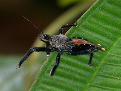 Apiomerus gallegoi