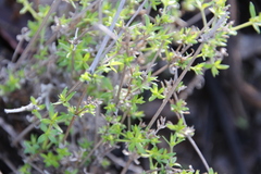 Galium nuttallii