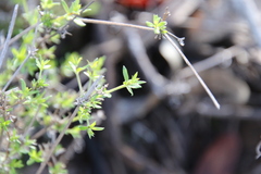 Galium nuttallii