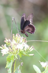 Battus polydamas polydamas