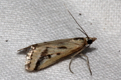 Achyra massalis