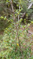 Coprosma pseudocuneata