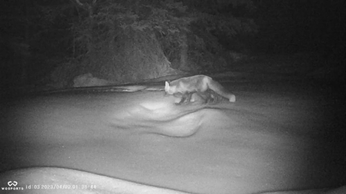 Kenai Red Fox
