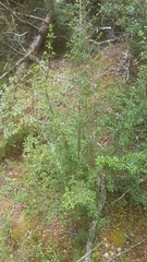 Coprosma pseudocuneata