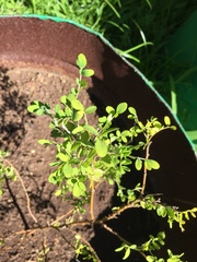 Sophora toromiro