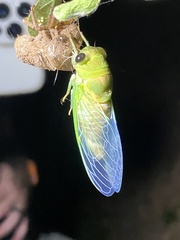 Superb Dog-day Cicada