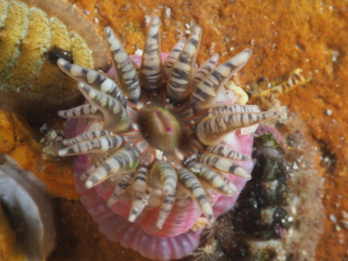 Gem Anemone