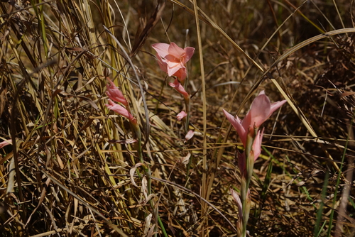 Gladiolus melleri
