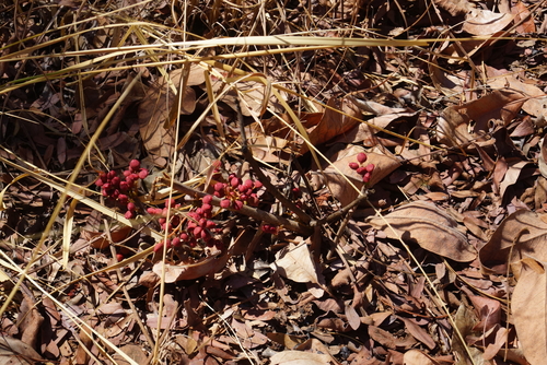 wild grape
