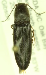 Athous nigropilis