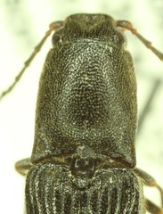 Athous nigropilis