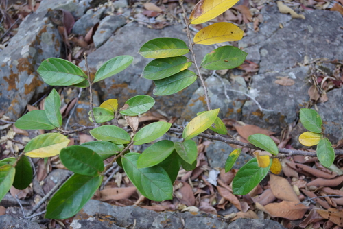 tasselberry