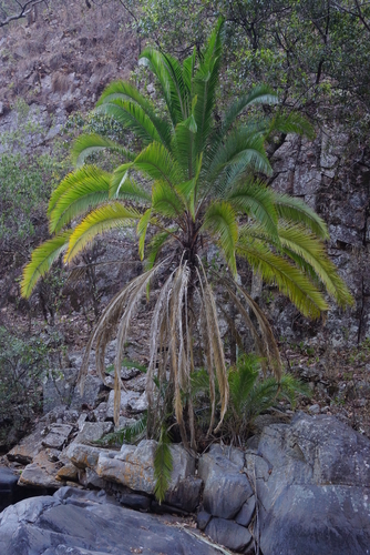 Reclining Date Palm