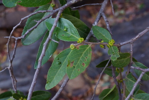 Bushveld Koobooberry