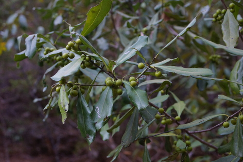 Euclea schimperi schimperi