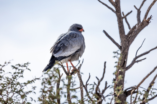 Silver Pale Chanting-Goshawk