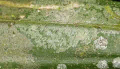 Ostropales