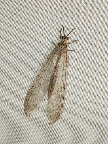 Vella eggerti