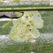 Sporopodium phyllocharis - Photo (c) James Bailey,  זכויות יוצרים חלקיות (CC BY-NC), uploaded by James Bailey