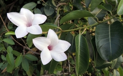 Cryptostegia