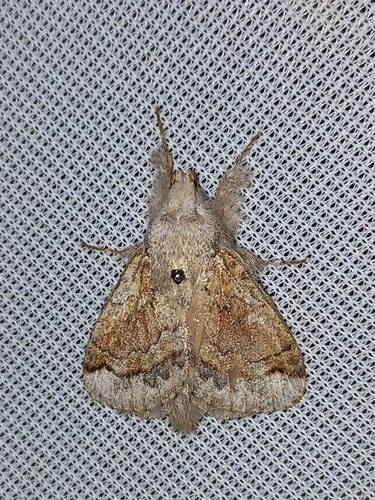 Nesara albida