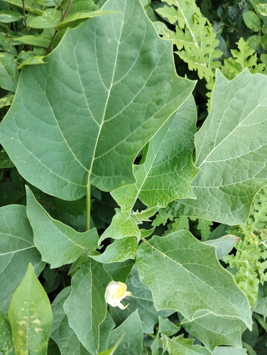 metel devil's trumpet