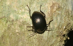 Amarygmus bicolor