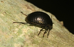 Amarygmus bicolor