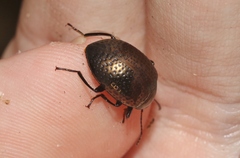Amarygmus bicolor