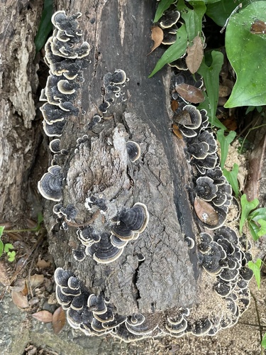 Trametes versicolor
