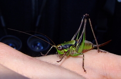 Eupholidoptera magnifica