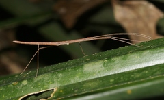 Sipyloidea larryi