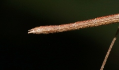 Sipyloidea larryi