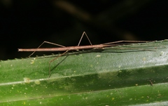 Sipyloidea larryi