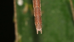 Sipyloidea larryi
