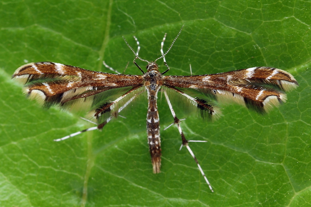 Oxyptilus chrysodactyla