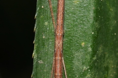 Sipyloidea larryi