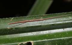 Sipyloidea larryi