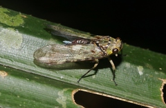 Birdantis virginiae