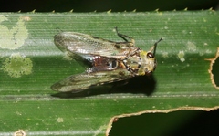 Birdantis virginiae